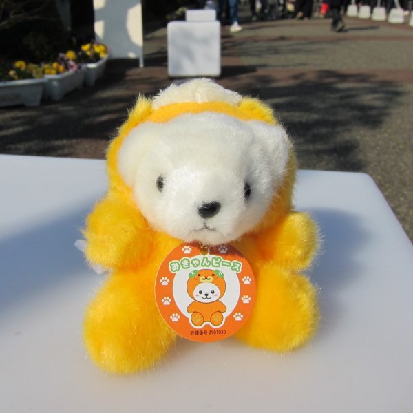 みきゃんさん専用 Amazon.co.jp: 愛媛 せとか みかん 秀品 Lサイズ 2.5kg みきゃん